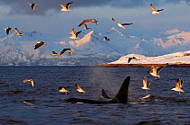 Gulls flying above two Killer whales / Orcas (Orcinus orca) surfacing, Tysfjord, Norway, November