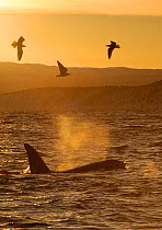 Killer whale / Orca (Orcinus orca) surfacing with three seabirds flying, Tysfjord, Norway, November