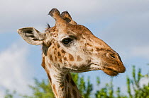 Reticulated giraffe (Giraffa camelopardalis reticulata) head portrait, Ol Pejeta Conservancy, Kenya, October