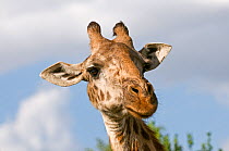 Reticulated giraffe (Giraffa camelopardalis reticulata) head portrait, Ol Pejeta Conservancy, Kenya, East Africa, October