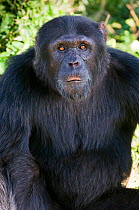 Chimpanzee (Pan troglodytes) portrait, Captive, rescued as an orphan, Ngamba Island Chimpanzee Sanctuary, Uganda, Endangered species, October