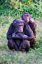 Two Chimpanzees (Pan troglodytes) sitting, Captive, rescued as orphans, Ngamba Island Chimpanzee Sanctuary, Uganda, Endangered species, October