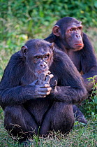 Two Chimpanzees (Pan troglodytes) sitting, Captive, rescued as orphans, Ngamba Island Chimpanzee Sanctuary, Uganda, Endangered species