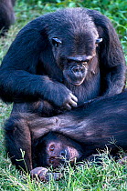 Chimpanzees (Pan troglodytes) social grooming, Captive, rescued as an orphans, Ngamba Island Chimpanzee Sanctuary, Uganda, Endangered species, October