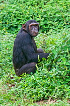 Chimpanzee (Pan troglodytes) sitting, Captive, rescued as an orphan, Ngamba Island Chimpanzee Sanctuary, Uganda, Endangered species