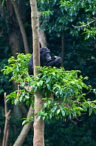 Chimpanzee (Pan troglodytes) in a tree feeding, Captive, rescued as an orphan, Ngamba Island Chimpanzee Sanctuary, Uganda, Endangered species, October