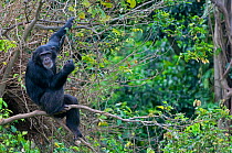 Chimpanzee (Pan troglodytes) in a tree, Captive, rescued as an orphan, Ngamba Island Chimpanzee Sanctuary, Uganda, Endangered species, October