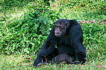 Chimpanzee (Pan troglodytes) sitting on ground, Captive, rescued as an orphan, Ngamba Island Chimpanzee Sanctuary, Uganda, Endangered species