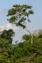 Forest in the Ngamba Island Chimpanzee Sanctuary, Uganda, Africa, October 2008