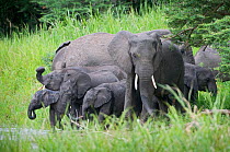 African elephants (Loxodonta africana) herd on riverbank, Queen Elizabeth National Park, Uganda, Africa, Vulnerable species, October
