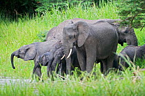 African elephants (Loxodonta africana) herd on riverbank, Queen Elizabeth National Park, Uganda, Vulnerable species, October