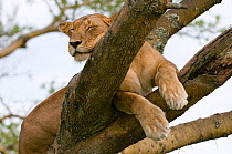 African lion (Panthera leo) resting in tree, Queen Elizabeth National Park, Uganda, Vulnerable species, October