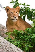 African lion (Panthera leo) climbing a tree, Queen Elizabeth National Park, Uganda, Africa, Vulnerable species, October