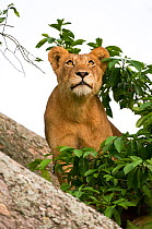 African lion (Panthera leo) climbing tree, Queen Elizabeth National Park, Uganda, Africa, Endangered species, October