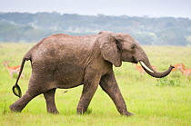 African elephant (Loxodonta africana) walking, Queen Elizabeth National Park, Uganda, Vulnerable species, October