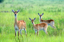 Uganda kob (Kobus kob thomasi) with two calves, Queen Elizabeth National Park, Uganda, Africa, October