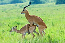 Uganda kob (Kobus kob thomasi) pair mating, Queen Elizabeth National Park, Uganda, Africa, October