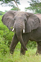 African elephant (Loxodonta africana) Queen Elizabeth National Park, Uganda, Africa, Vulnerable species, October