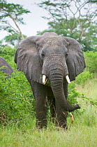 African elephant (Loxodonta africana) feeding on vegetation, Queen Elizabeth National Park, Uganda, Africa, Vulnerable species, October