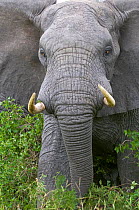 African elephant (Loxodonta africana) browsing, Queen Elizabeth National Park, Uganda, Africa, Vulnerable species, October