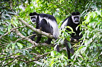 Two Black and white colobus monkeys (Colobus guereza) in tree, Queen Elizabeth National Park, Uganda, Africa, October