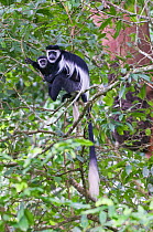 Black and white colobus monkeys (Colobus guereza) mother and baby in tree, Queen Elizabeth National Park, Uganda, Africa, October