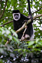 Black and white colobus monkey (Colobus guereza) in tree, Queen Elizabeth National Park, Uganda, Africa, October