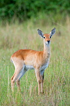 Uganda kob (Kobus kob thomasi) Queen Elizabeth National Park, Uganda, Africa, October