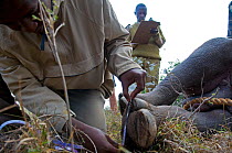 Black rhinoceros (Diceros bicornis) - darted and being prepared for translocation by rangers from the Kenya Wildlife Service, being measured Nairobi National Park, Kenya, Endangered / threatened spec...