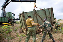 Black rhinoceros (Diceros bicornis) inside wooden crate and being loaded onto a truck for translocation to another park by rangers from the Kenya Wildlife Service, Nairobi National Park, Kenya, Endang...