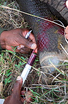 Black rhinoceros (Diceros bicornis) - darted and being prepared for translocation by rangers from the Kenya Wildlife Service - taking blood sample, Nairobi National Park, Kenya, Endangered / threatene...