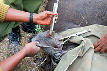 Black rhinoceros (Diceros bicornis) - darted and being prepared for translocation by rangers from the Kenya Wildlife Service - taking clip from ear for identification purposes, Nairobi National Park,...