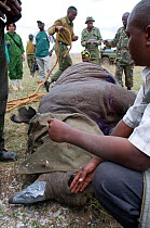 Black rhinoceros (Diceros bicornis) - darted and being prepared for translocation by rangers from the Kenya Wildlife Service, Nairobi National Park, Kenya, Endangered / threatened species, April 2007