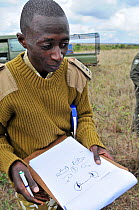 Ranger from the Kenya Wildlife Service drawing ID marks of Black rhinoceroses (Diceros bicornis) tranquilised by rangers from the Kenya Wildlife Service (for later identification in the field) Nairobi...