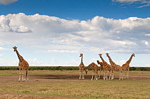Reticulated giraffes (Giraffa camelopardalis reticulata) Ol Pejeta Conservancy, Kenya, April