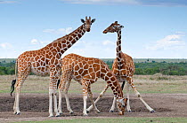 Reticulated giraffes (Giraffa camelopardalis reticulata) one with legs stretched apart, Ol Pejeta Conservancy, Kenya, April