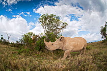 Southern white / square-lipped rhinoceros (Ceratotherium simum simum) Ol Pejeta Conservancy, Kenya, April, Endangered / threatened species