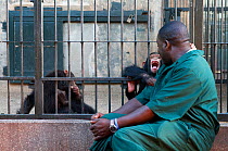 Keeper with rescued (orphaned) chimpanzees (Pan troglodytes) Ngamba Island Chimpanzee Sanctuary, Uganda, April 2007