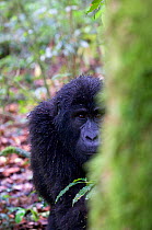 Mountain gorilla (Gorilla beringei beringei) Bwindi Impenetrable Forest, Uganda, Endangered / threatened species, October
