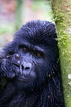 Mountain gorilla (Gorilla beringei beringei) leaning against tree trunk, Bwindi Impenetrable Forest, Uganda, Endangered / threatened species, October