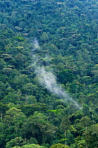 Bwindi Impenetrable Forest, home of the Mountain gorilla, Uganda, East Africa, October 2008