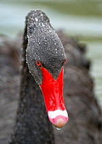 Black swan (Cygnus atratus) with water droplets on head, Slimbridge, Gloucestershire, UK Captive, Native to Australia, June