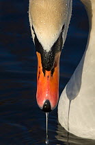 Mute swan (Cygnus olor) with water dripping from beak, Slimbridge, Gloucestershire, UK, December