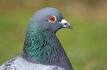 Feral pigeon (Columba livia) showing very similar plumage to rock dove, Gloucestershire, UK