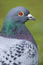 Feral pigeon (Columba livia) portrait,  showing very similar plumage to rock dove, Gloucestershire, UK, March