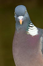 Wood pigeon / woodpigeon (Columba palumbus) portrait, Gloucestershire, UK, March