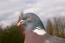 Wood pigeon / Woodpigeon (Columba palumbus) portrait, Gloucestershire, UK, March