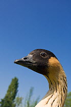 Hawaiian goose / Nene (Branta sandvicensis) head, Slimbridge, Gloucestershire, UK, Captive, native to Hawaii, USA, Vulnerable species, September