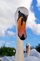 Mute swan (Cygnus olor) portrait, Slimbridge, Gloucestershire, UK, September