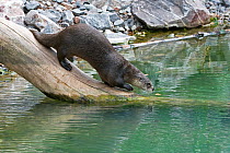 Northern / North American river otter (Lontra canadensis) on tree trunk at edge of pool of water, Captive, Slimbridge, Gloucestershire, UK, July